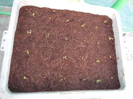 Growing Spinach In Containers Geekgardeners Weblog