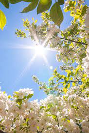 Amazing free hd spring wallpapers collection. Spring Pictures Wallpapers And Screensavers For Your Phone Download For Free