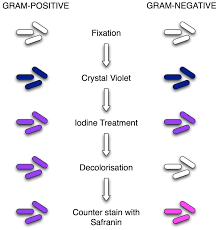 The difference between the two groups is believed to be due to a. Gram Staining Principle Procedure And Results Learn Microbiology Online