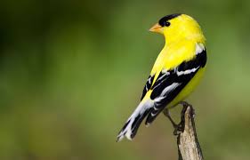 Nova Scotia Bird With Red On Back Of Head Hinterland Who S Who American Goldfinch
