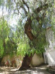 More images for peruvian pepper tree » Peruvian Pepper Tree On The Grounds Of The Jardim Publico De Beja Beja Alentejo Portugal