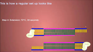 Koronavirüs ile mücadele sürecinde kişinin. ÙØ§ÙÙ ØªØ­ÙÙÙ Ø§ÙØ¨Ù Ø³Ø± Ø£Ø± Pcr Ø¨Ø´Ø±Ø­ ÙØ¨Ø³Ø· Ø¬Ø¯Ø§ Youtube