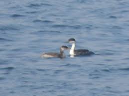 Huntington Beach Pier, Orange, California, United States
