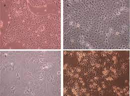 Check spelling or type a new query. A H4 1 Human Small Intestinal Epithelial Cell Line B Psi 1 Pig Download Scientific Diagram