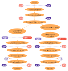 Glycolysis Overview Biology Biology Drawing Draw A