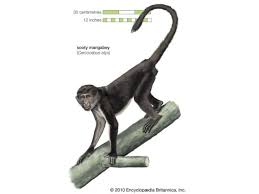 Pin On Primate Linh Trưởng