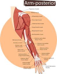 Arm anterior muscles labeled 3d illustration. Forearm Pain Relief Cause And Treatment Deep Recovery