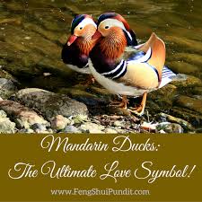 Mandarin Ducks Feng Shui All You Need To Know Love Symbols Mandarin Duck Feng Shui