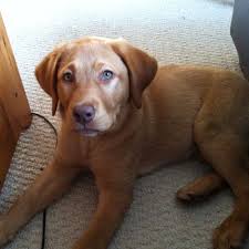 Fox red lab puppies for sale canada. Pin On My Life