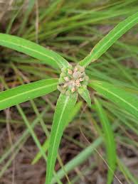 Image result for Euphorbia heterophylla