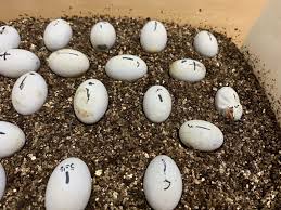 フトアゴヒゲトカゲの繁殖｜卵の孵化・管理方法 - リクガメブログ