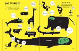 This means that human brains have a a lot in common with many other animal brains. The Brain General Information And Video Lessons For Kids Gr 3 4 Steemit