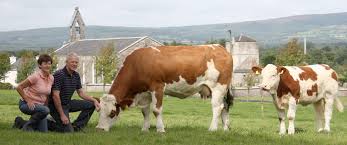 Maybe you would like to learn more about one of these? Pedigree Simmental Breeder Icbf