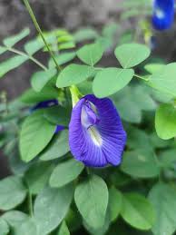 Image result for Ipomoea tuberculata