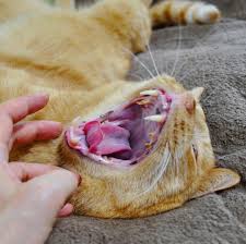Nice Fangs But You Need To Brush Your Teeth Cat Cats Catsholic Catsofinstagram Catstagram Cats Of Instagram Catoftheday Catlover Catslovers Catlov