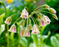 Check spelling or type a new query. Top 10 Bee Friendly Flower Bulbs Farmer Gracy S Blog