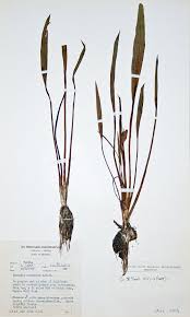 Image result for Burnatia enneandra