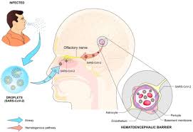 Image result for Drug-Induced Olfactory Dysfunction