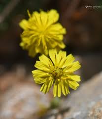 Image result for Crepis urundica