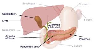 Image result for pancreas)
