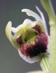 Image result for Eulophia bisaccata