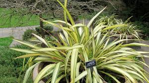 Image result for Phormium
