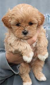 However, it is recognized by the american canine hybrid club (achc), designer breed registry, designer dogs kennel club, and more. 13 Shih Poo Ideas Shih Poo Shih Tzu Poodle Shih Tzu