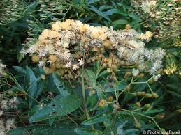 Image result for Vernonanthura polyanthes