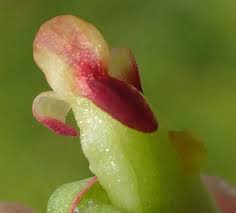 Image result for Disa aconitoides