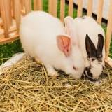 8 steps to the best outdoor rabbit run with Molesey Vets ...