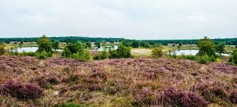 Maybe you would like to learn more about one of these? Der Nationalpark De Maasduinen Leukermeer
