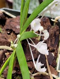 Image result for Podangis