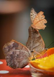 In die schauhäuser bitte keine hunde mitnehmen. Tropische Schmetterlinge Botanischer Garten Augsburg Foto Bild Natur Schmetterling Bluten Bilder Auf Fotocommunity