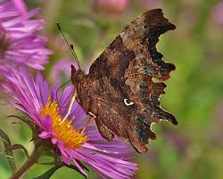 Image result for Polygonia c-album