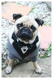Do You Think I M Handsome Yeeesssss And If Anyone Ever Tells You Different I Will Kill Them Perros Pug Perros Tipos De Perros