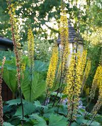 Tall flowering plants for shade. 7 Plants For Your Perennial Shade Garden Hobby Farms