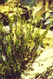 Image result for Buxus acutata