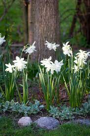Plant Thalia Narcissus Triandrus Bulbs Now For Fragrant Early Spring Flowers That Return Year After Year Like T Lokvaxter Vackra Tradgardar Tradgardskonst