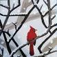 Winter's Cardinal event in Webster Groves, MO