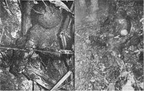 Pin On Paranormal Unexplainable