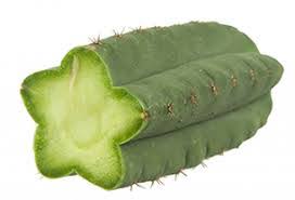 Quisiera pedirles su amabilidad para la identificación de este cactus, mi interés es saber si pudiera ser un san pedro. Todo Sobre El Cactus De San Pedro Como Es Cuidados Riego Etc