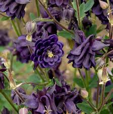 Image result for Aquilegia vulgaris Tower Mix
