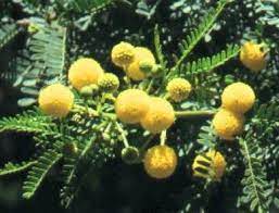 Flowers Of Acacia Karroo Soetdoring Sweet Thorn Bird Garden Tropical Africa Seed Dispersal