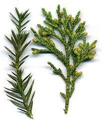 How to take care of junipers. Juniper Wikipedia