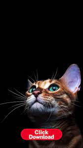 Cat Phone Wallapers Hd Download Cat Wallpaper Beautiful Cat Cute Animals