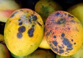 3 loại trái cây tế bào UT rất yêu thích, có "bán rẻ như cho" cũng đừng động vào dù chỉ 1 lần