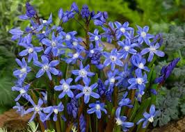 Image result for Scilla