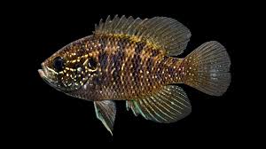 Image result for Oxyanthus strigosus