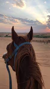 pin by sq666 on country aesthetic horses cute horses beautiful horses