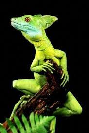 Plumed Emerald Green Basilisk Basiliscus Plumifrons Corytophanidae Beardeddragonfunny Lizard Reptiles Animals Beautiful